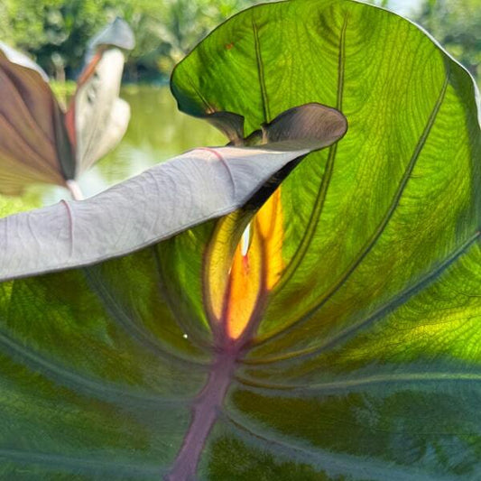 Colocasia GRAIL OF BLOOD