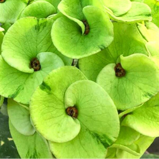 Euphorbia Milii GRASSY