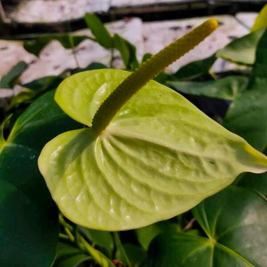 Anthurium andraeanum GREEN 049