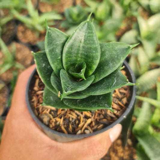 Sansevieria GREEN GLOW