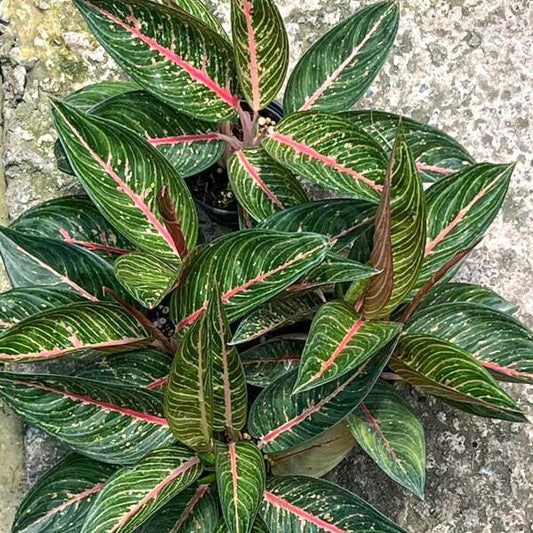 Aglaonema GREEN LEGACY