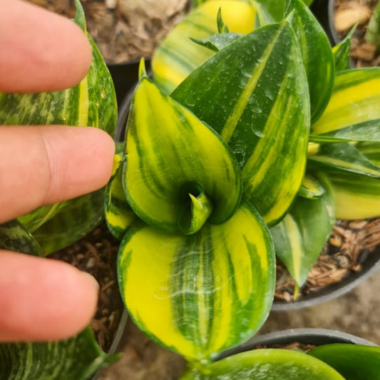 Sansevieria GREENMOULD