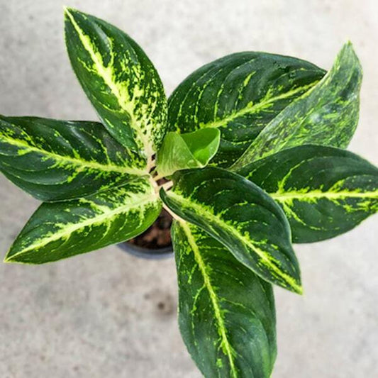 Aglaonema GREEN STARDUST