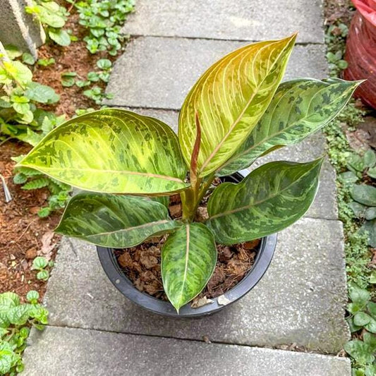 Aglaonema GREEN ARMY