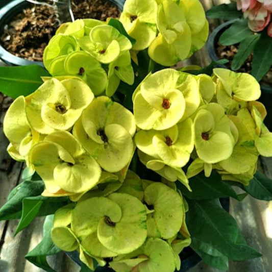 Euphorbia Milii GREENLAND