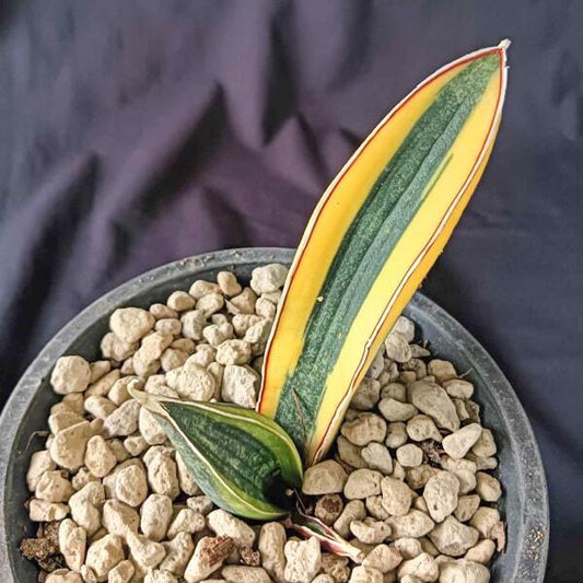 Sansevieria HALLII BLUE BAT VAR