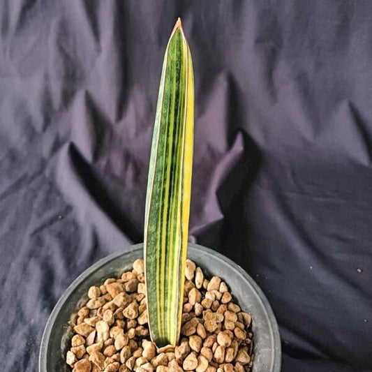 Sansevieria HALLII BASEBALL BAT VAR