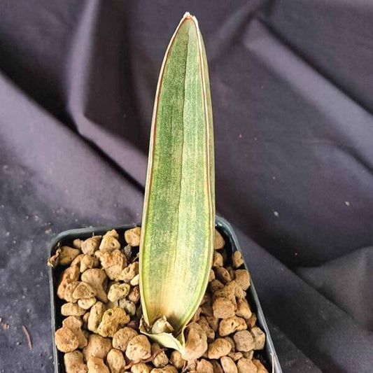 Sansevieria HALLII DARK PINK WHITE VAR