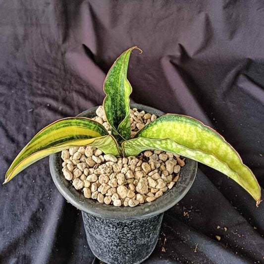 Sansevieria HBG 22830 VAR
