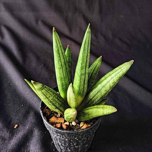 Sansevieria HEDGEHOG