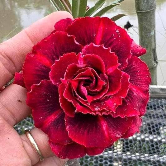 Adenium obesum HM12