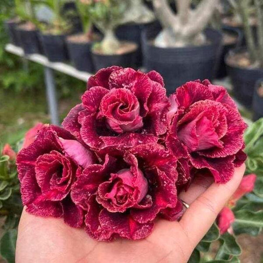 Adenium obesum HM5