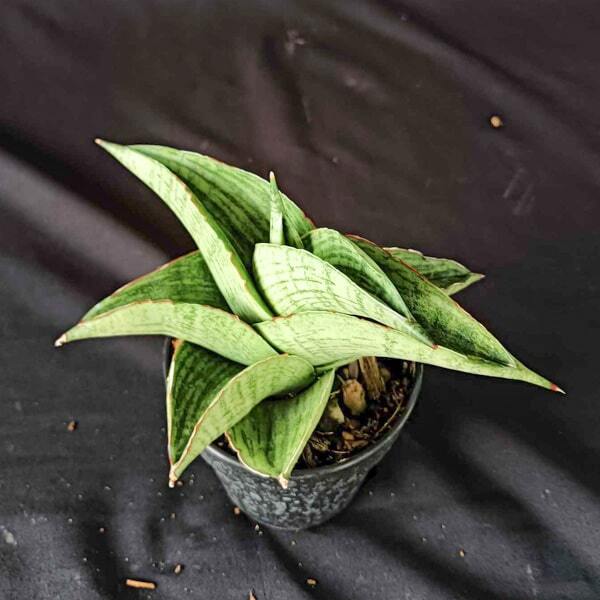 Sansevieria HOBBIT