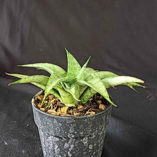 Sansevieria HONEYMOON