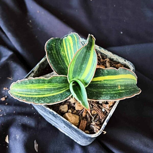 Sansevieria HORWOOD BLACK VAR