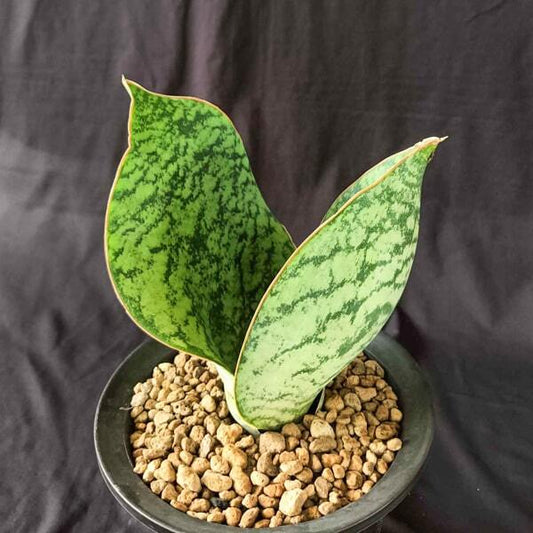 Sansevieria HU CHANG