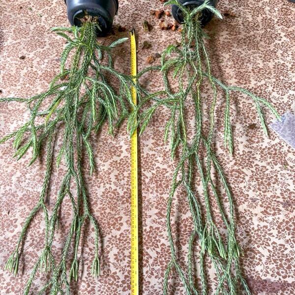 Huperzia H.CARINATA BLUE 6"