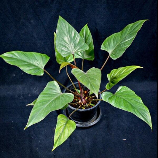 Homalomena EMERALD GEM BLACK