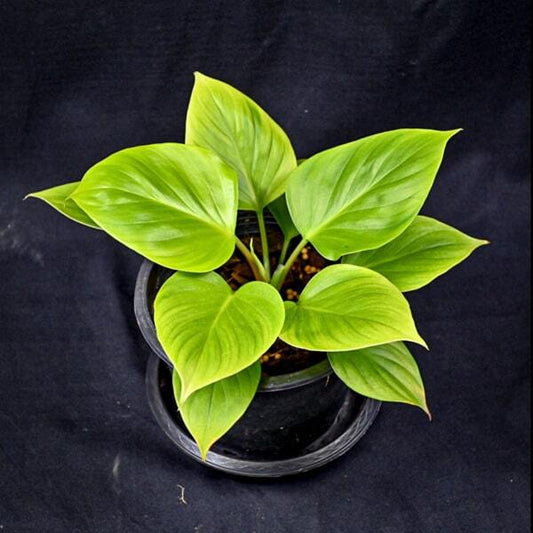 Homalomena EMERALD GEM GOLDEN