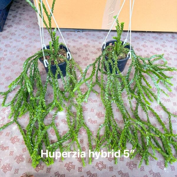 Huperzia H.HYBRID 5"