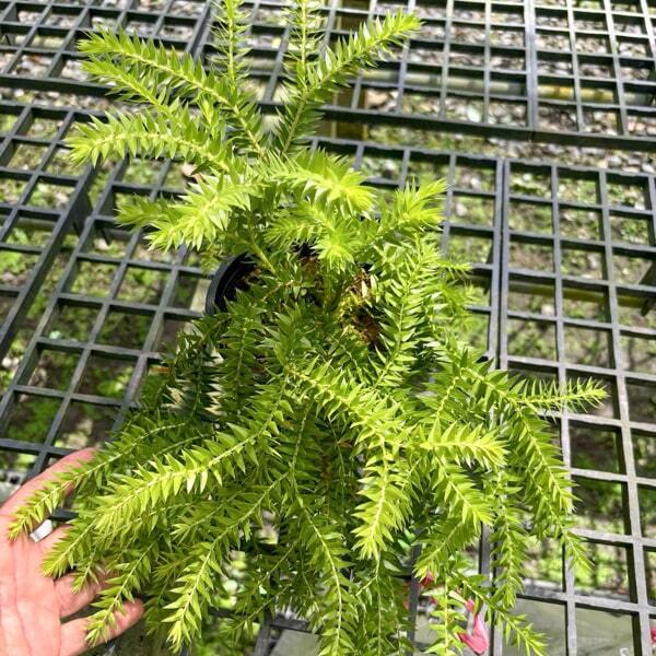 Huperzia H.PHLEGMARIA 5"