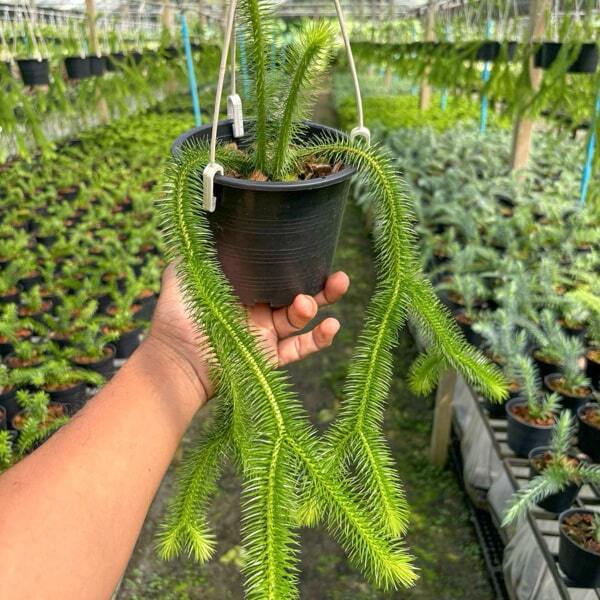 Huperzia H.SQUARROSA THAILAND 5"
