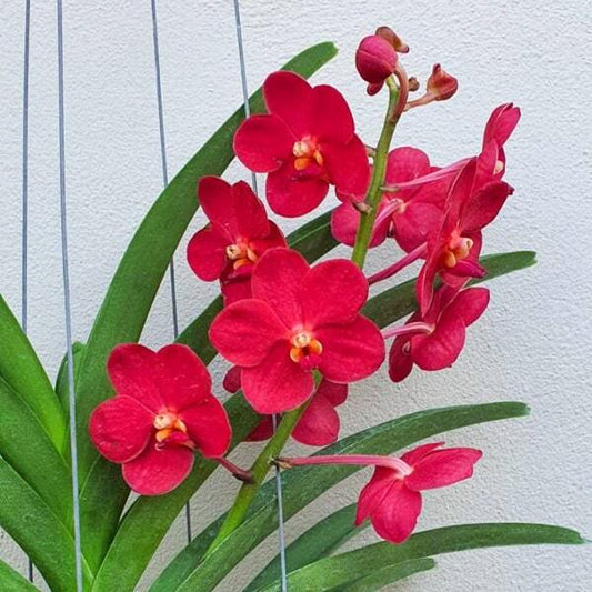 Vanda orchid V HAAD SONG KHLA X V RED DEVIL