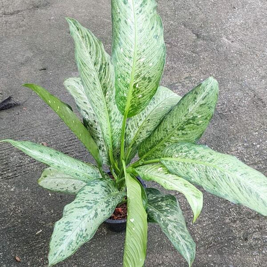 Dieffenbachia ABU HASSAN