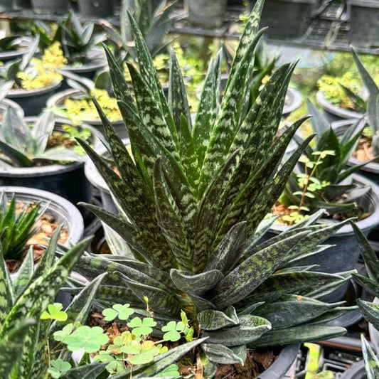 Sansevieria HAHNII CREST