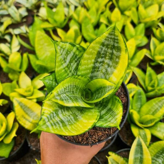 Sansevieria HAHNII GOLD PHILIPPINE