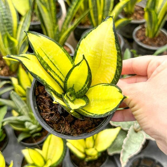 Sansevieria HAHNII SOLID GOLD