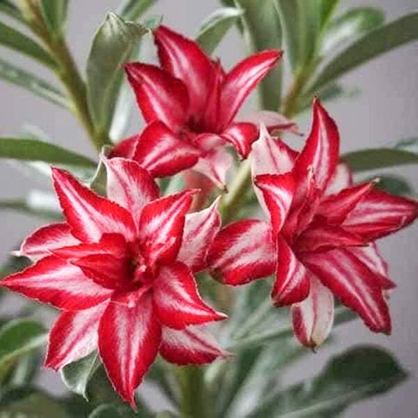 Adenium obesum HANG HONG