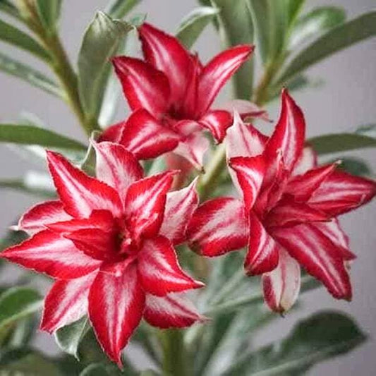 Adenium obesum HANG HONG