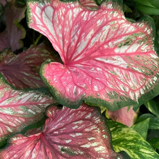 Caladium HANUMAN VV