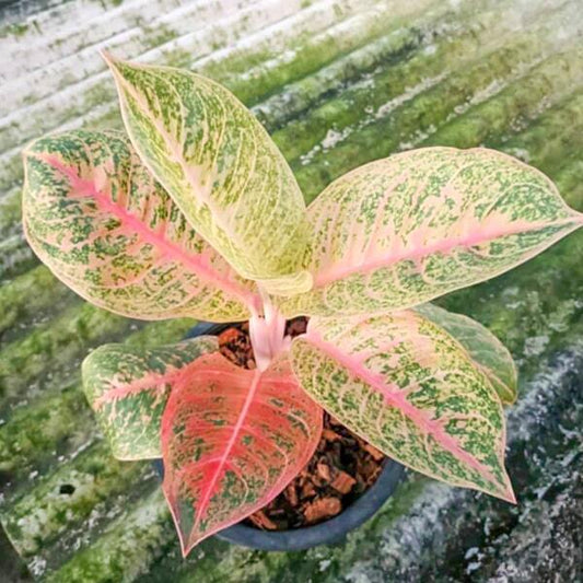 Aglaonema HARLEY QUINN
