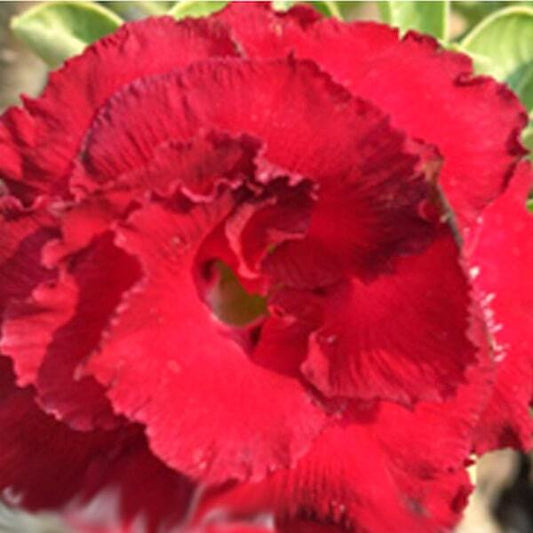 Adenium variegated HASSADEE VAR