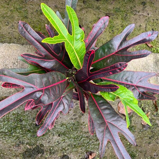 Croton HAWAII