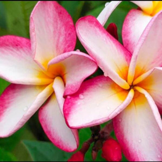 Plumeria HAWAII