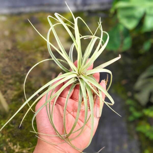 Tillandsia Hedi Gulz (exserta x streptophylla)