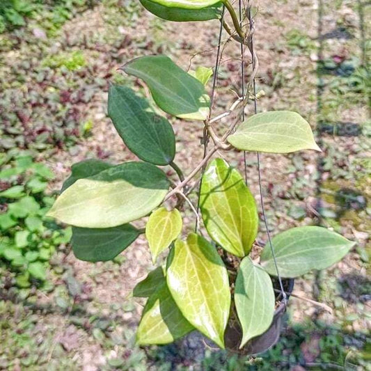 Hoya HELLWIGIANA