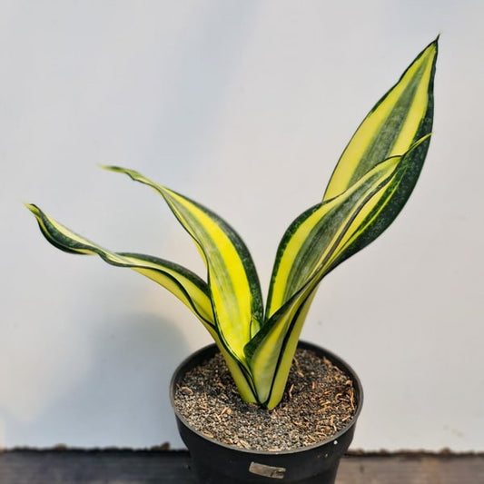 Sansevieria HENDRICA
