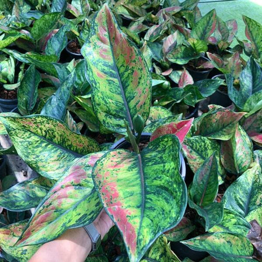 Aglaonema HENG HENG HENG GREEN