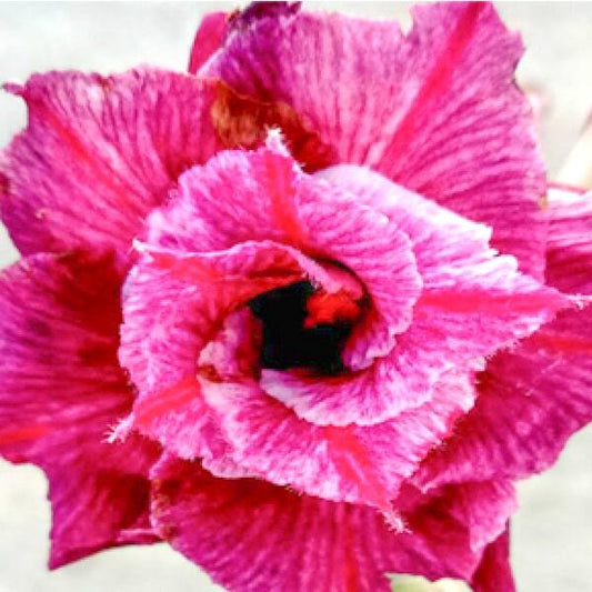 Adenium obesum HERE KAE