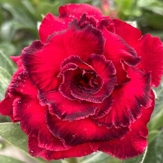 Adenium obesum HOA HONG DEN