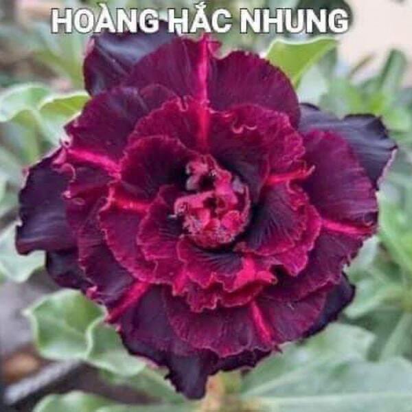 Adenium obesum HOANG HAC NHUNG