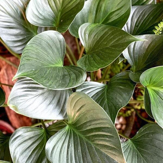 Homalomena BLACK MOON