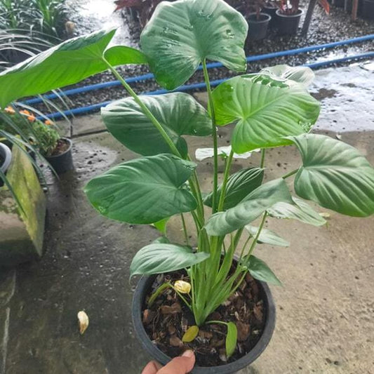Homalomena GREEN MOON