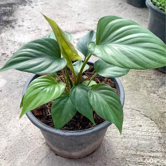 Homalomena NAGA