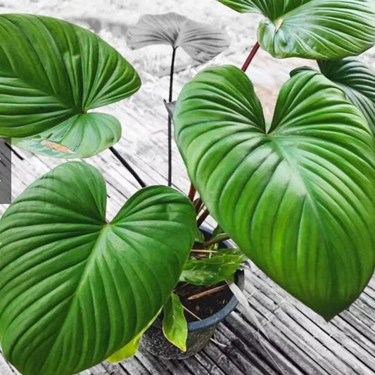 Homalomena RED MOON