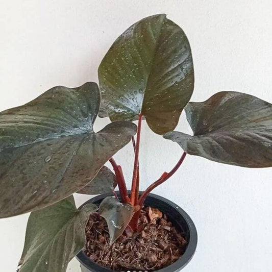 Homalomena RED INDO